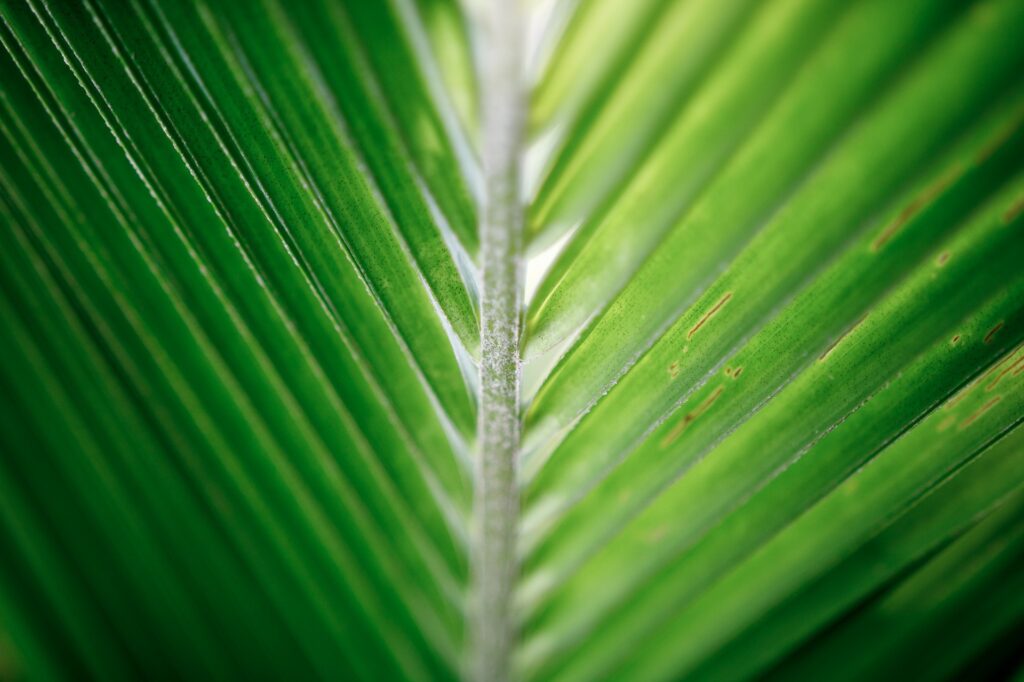 coconut-leaf-2212623_1920