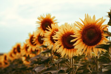 cele oparte na wartościach